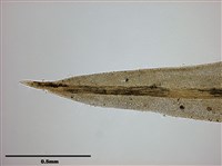 側出苔藏品圖，第4張